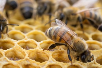 Could the world's first bee vaccine save honeybees? Edible drug can protect the insects from killer infections